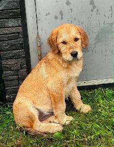 Gentle LGD farm puppies - Photo 10