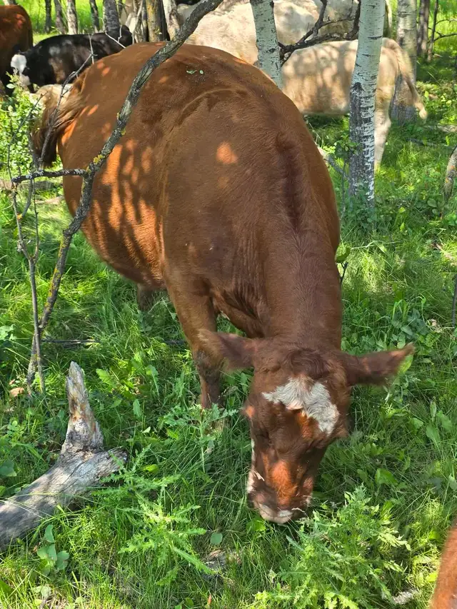 9yr old Miniature Bred Herford Cow