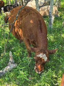 9yr old Miniature Bred Herford Cow