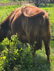 9yr old Miniature Bred Herford Cow - Photo 2