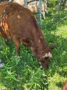 9yr old Miniature Bred Herford Cow - Photo 3