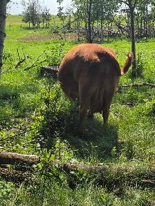9yr old Miniature Bred Herford Cow - Photo 4