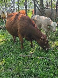 9yr old Miniature Bred Herford Cow - Photo 5