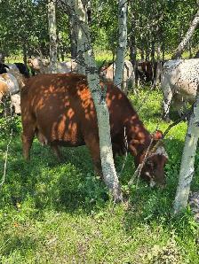 9yr old Miniature Bred Herford Cow - Photo 6