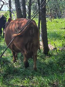 9yr old Miniature Bred Herford Cow - Photo 7