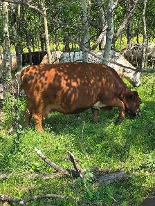 9yr old Miniature Bred Herford Cow - Photo 8