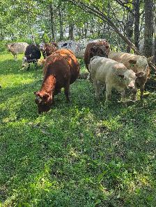9yr old Miniature Bred Herford Cow - Photo 9