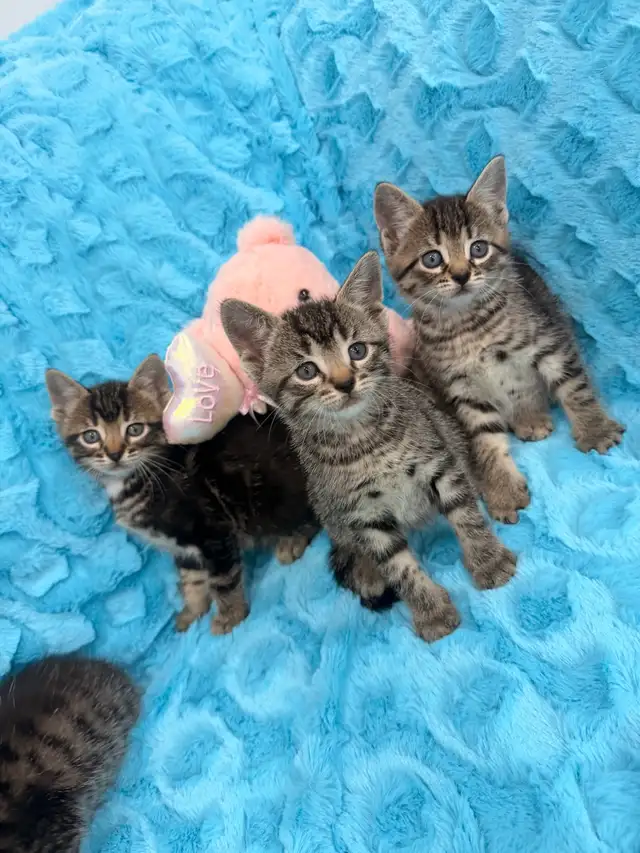 ❤️Bengal mix kittens -647-317-3197