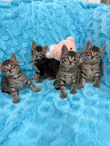 ❤️Bengal mix kittens -647-317-3197 - Photo 2