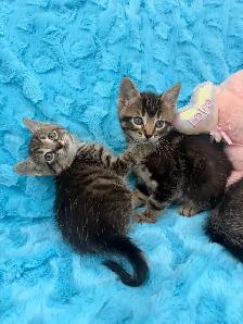 ❤️Bengal mix kittens -647-317-3197 - Photo 3
