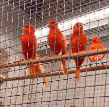 Red Factor Canaries