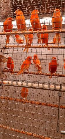 Red Factor canaries - Photo 2