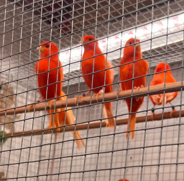 canaries — Red Factor