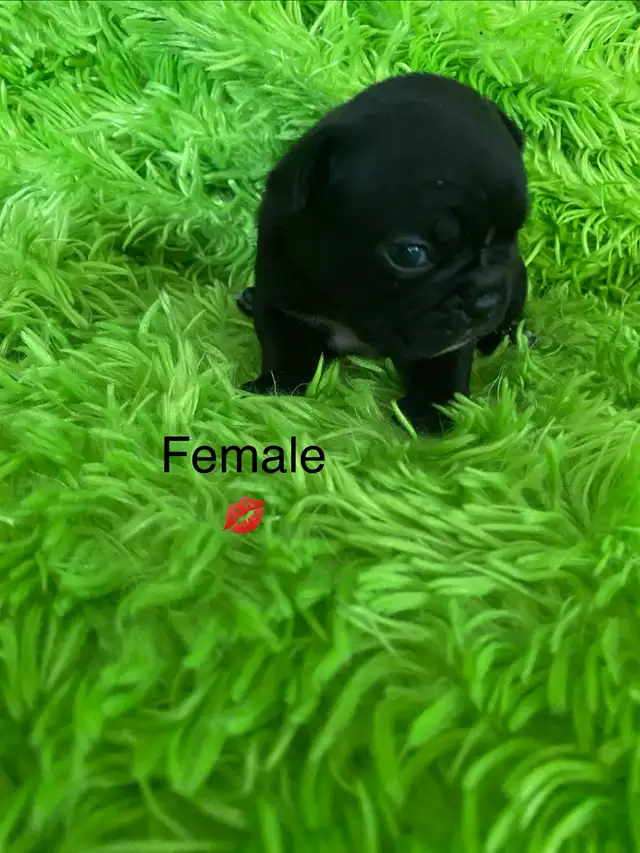 Beautiful Frenchton’s