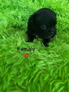 Beautiful Frenchton’s