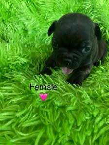 Beautiful Frenchton’s - Photo 2