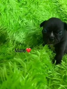 Beautiful Frenchton’s - Photo 3