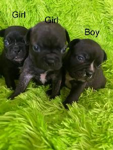 Beautiful Frenchton’s - Photo 5