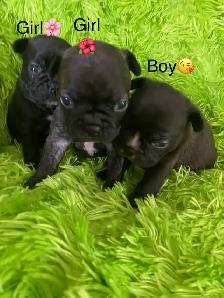 Beautiful Frenchton’s - Photo 6