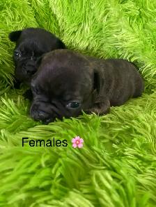 Beautiful Frenchton’s - Photo 7