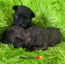 Beautiful Frenchton’s - Photo 8