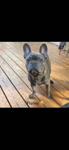 Beautiful Frenchton’s - Photo 9
