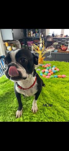 Beautiful Frenchton’s - Photo 10