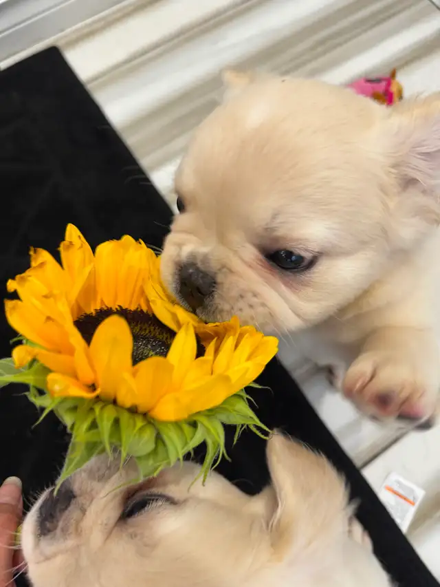 French bulldog Fluffy puppies