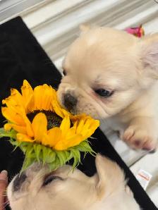 French bulldog Fluffy puppies