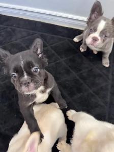 French bulldog Fluffy puppies - Photo 2