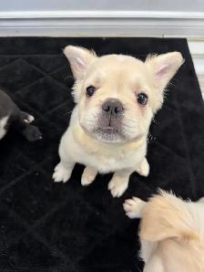 French bulldog Fluffy puppies - Photo 4