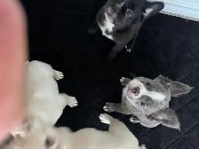 French bulldog Fluffy puppies - Photo 5