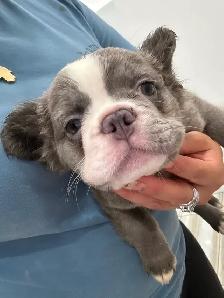 French bulldog Fluffy puppies - Photo 6