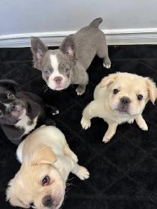 French bulldog Fluffy puppies - Photo 7