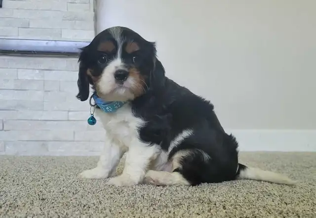 beautiful king charles cavalier puppy