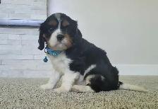 beautiful king charles cavalier puppy