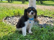 beautiful king charles cavalier puppy - Photo 2