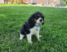 beautiful king charles cavalier puppy - Photo 3