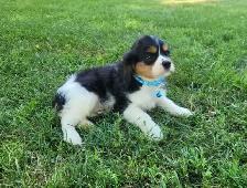 beautiful king charles cavalier puppy - Photo 4