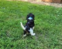 beautiful king charles cavalier puppy - Photo 5