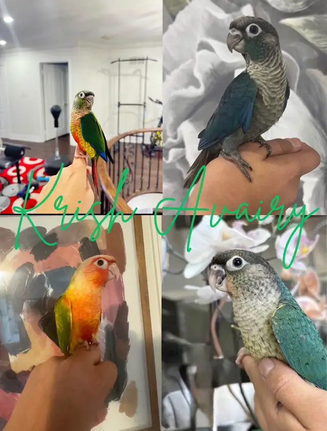 Baby Conures