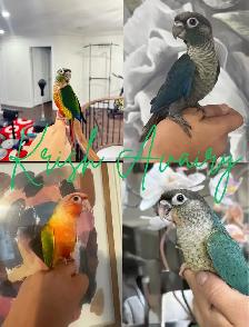 Baby Conures