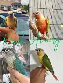 Baby Conures - Photo 2