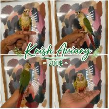 Baby Conures - Photo 4
