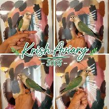 Baby Conures - Photo 6