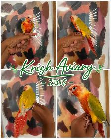 Baby Conures - Photo 7
