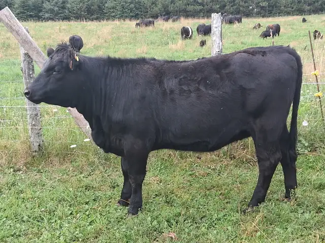 BEEF HEIFERS - YEARLINGS