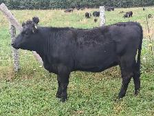 BEEF HEIFERS - YEARLINGS