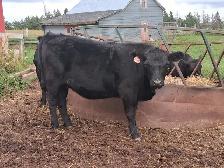 BEEF HEIFERS - YEARLINGS - Photo 2