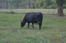 BEEF HEIFERS - YEARLINGS - Photo 3